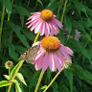 Meet your Posher, Jackie